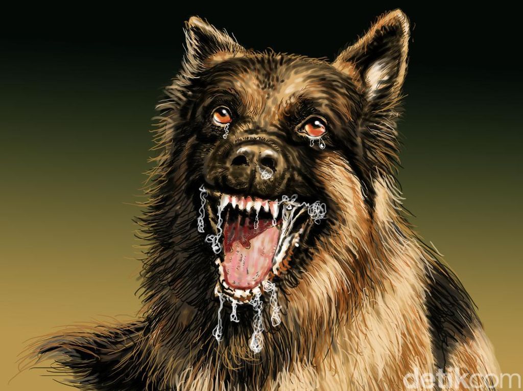 Balita di Karangasem Digigit Anjing Liar hingga Terima Enam Jaritan